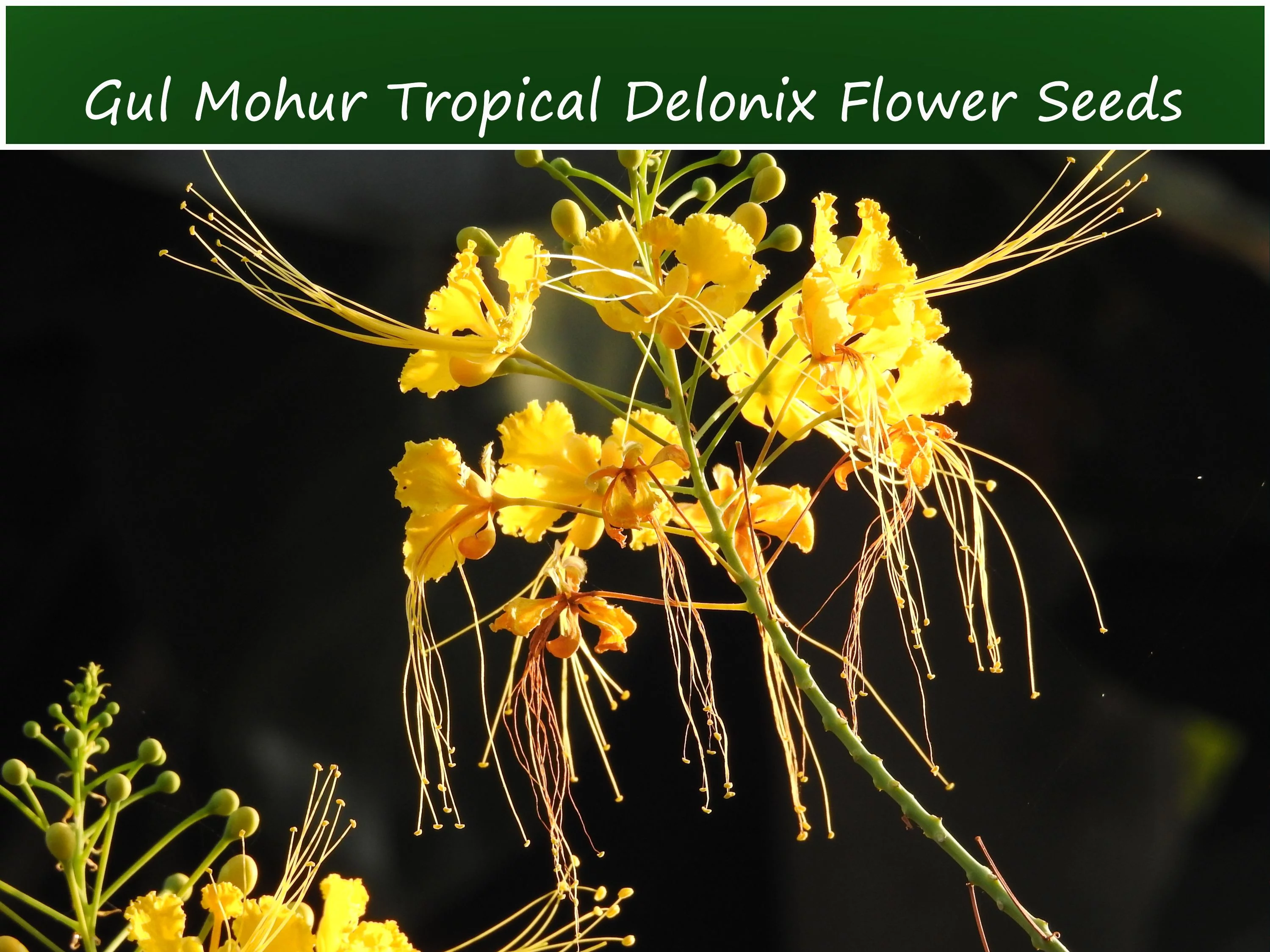 Tropical Seeds - White Flame Tree- 10 Heirloom Flower Seeds -White Gul Mohur-   Tropical -Delonix elata