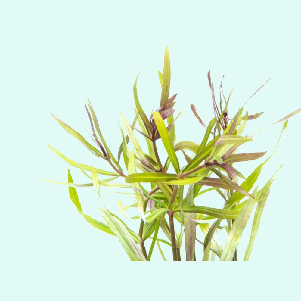 Pogostemon Stellatus Narrowleaf (Bunch 3-5 Stems) Live Aquarium Plants