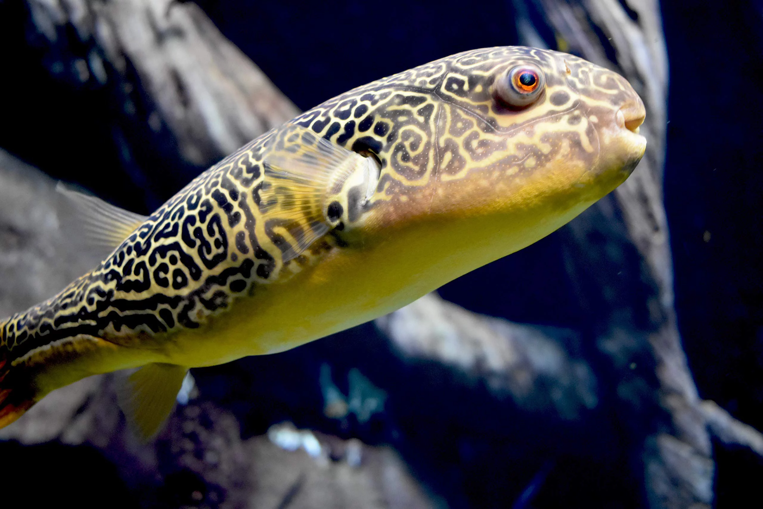 Seachem Remediation 5 oz