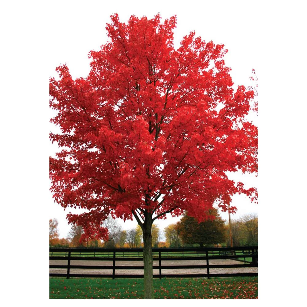Maple Tree 'October Glory Red'