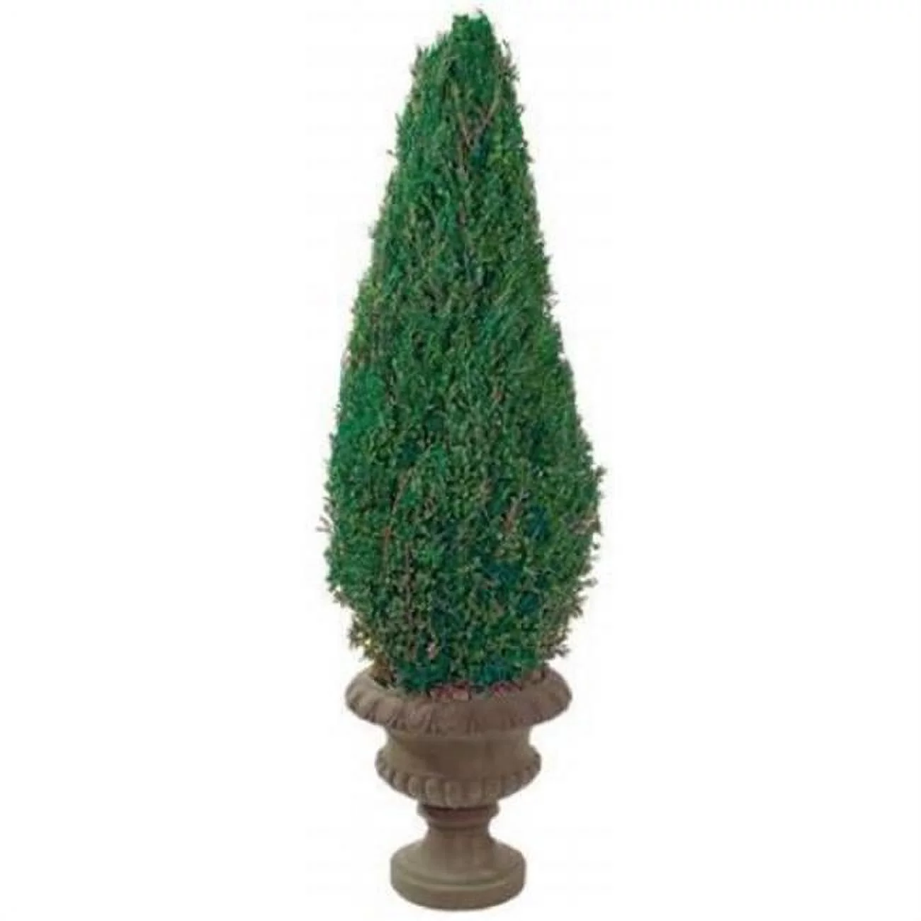 Preserved Cone in Paper Mache Pot 20 in.