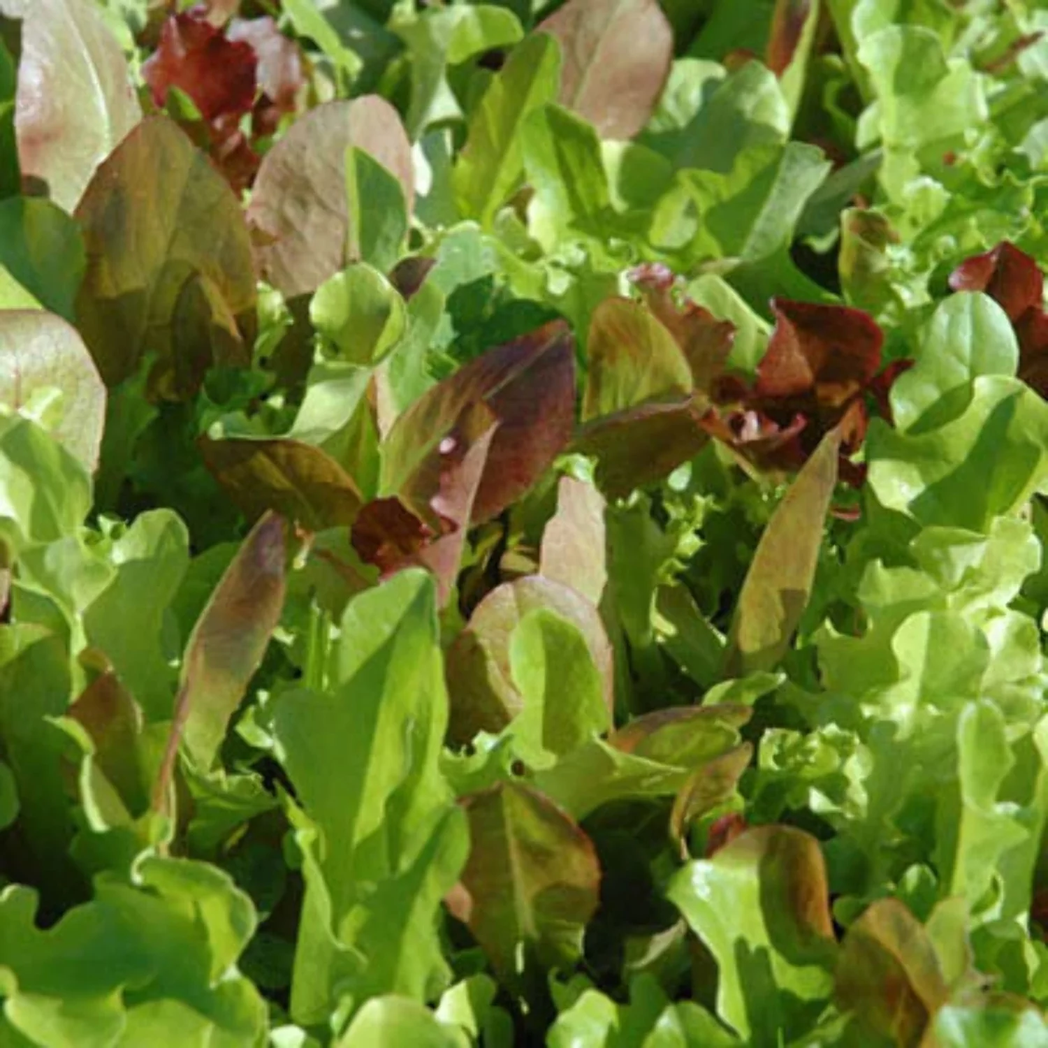 Lettuce Seeds - Harris’ Blend Untreated Non-GMO Variety Lettuce Seeds - Non-GMO - 250 Seeds