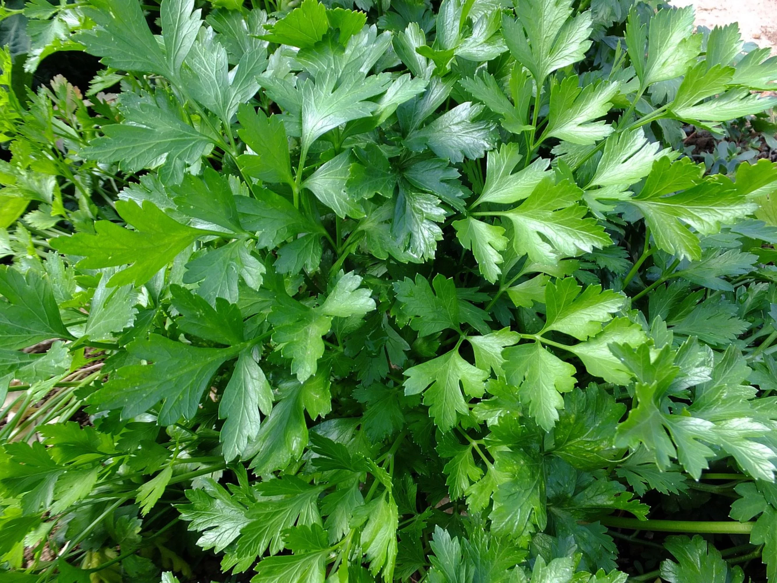 Italian Giant Parsley Seeds/ Biennial/ Full Sun/ 10K Seeds 1 oz/ Zellajake Farm and Garden - B57