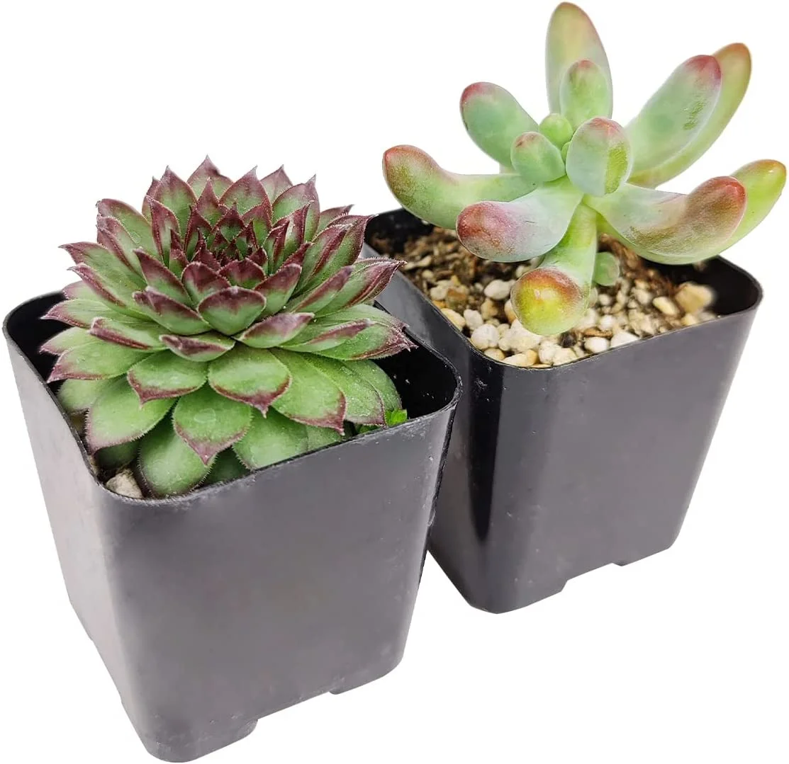 Pet-Friendly Succulent Pack | Set of 2/4/6/8/10/24/36/48 Best Succulent Plants | Pet Safe Non Toxic Succulent Collection (6)
