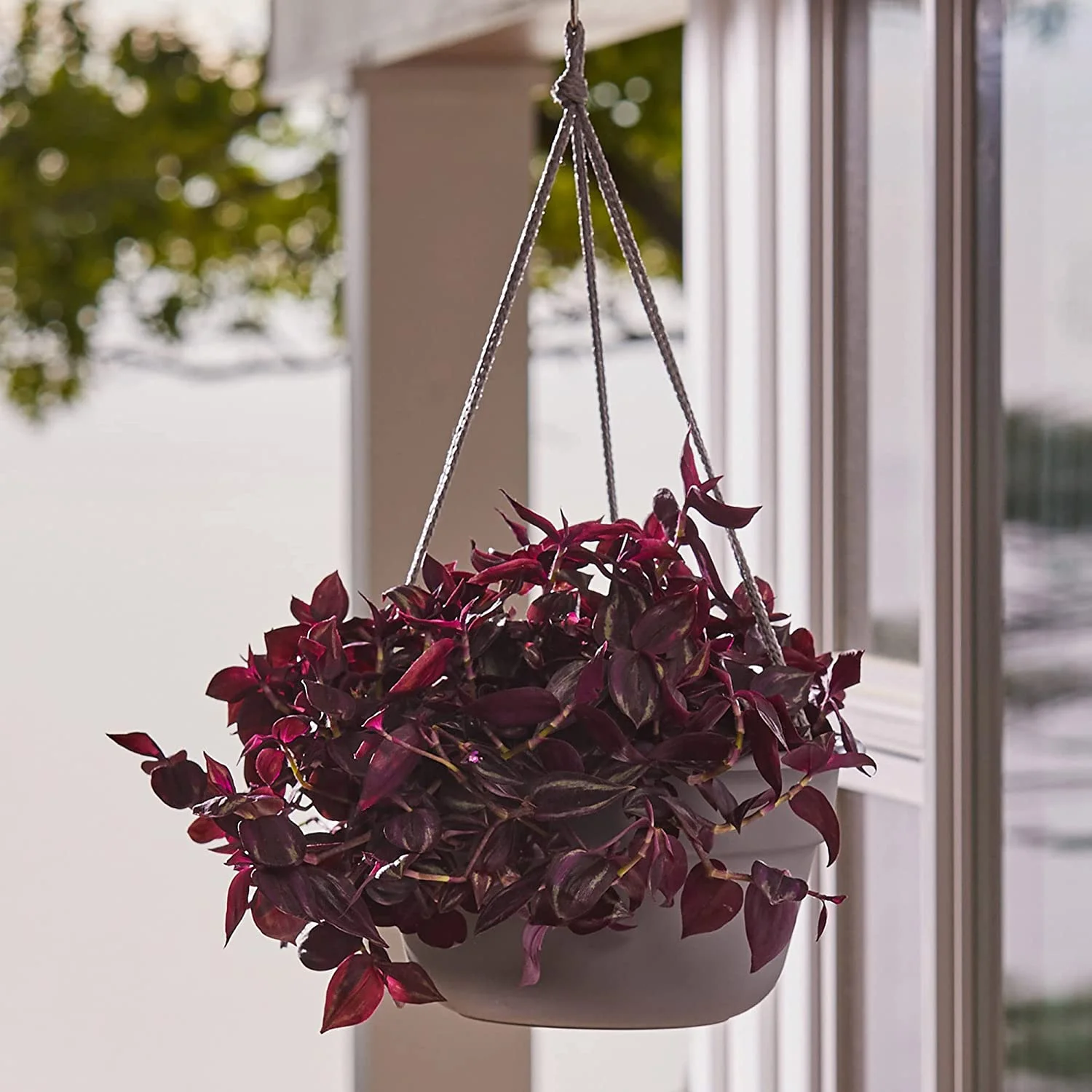 Dura Cotta Self Watering Hanging Basket Planter 12