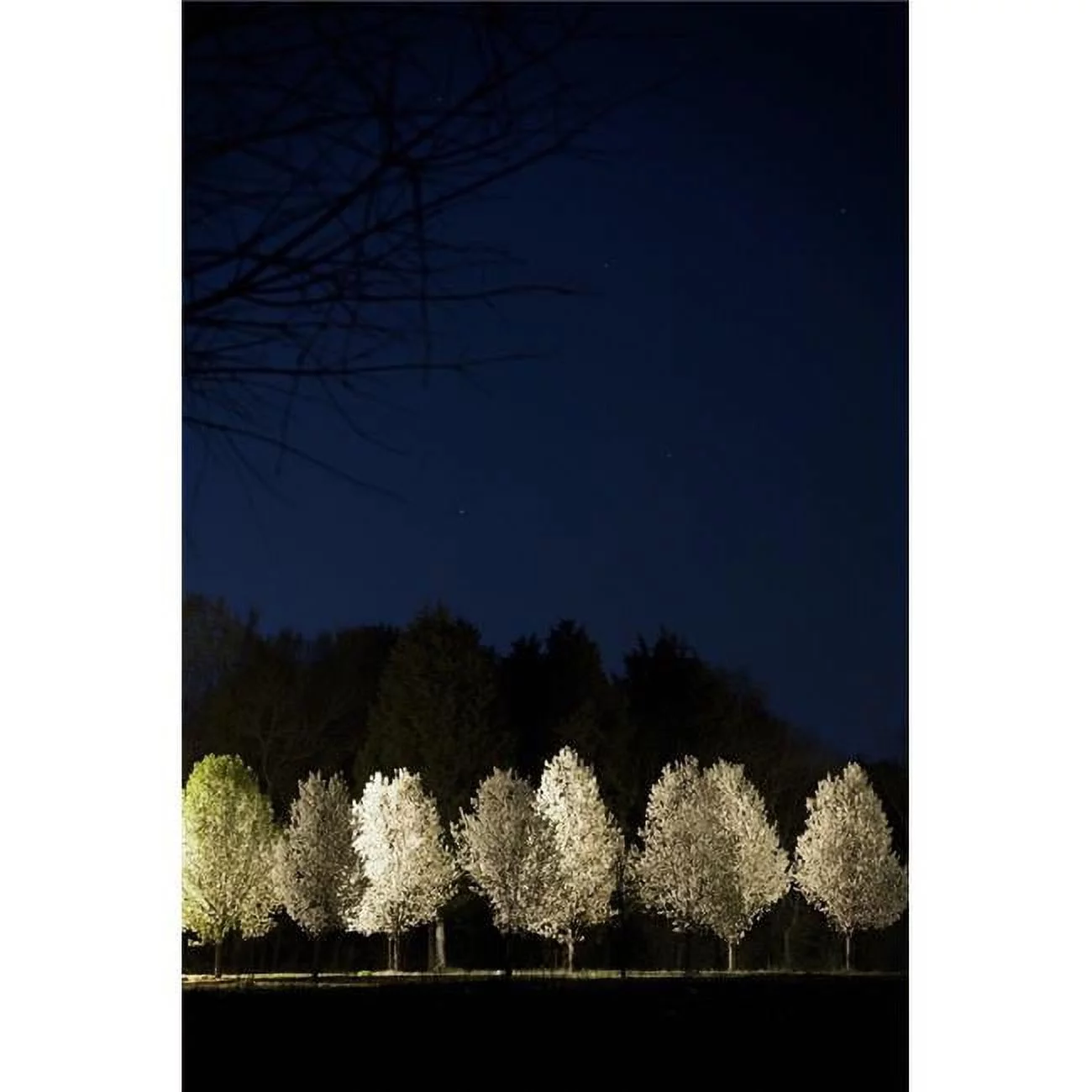 Bradford Pear Trees Tennessee USA Poster Print, Large - 22 x 34