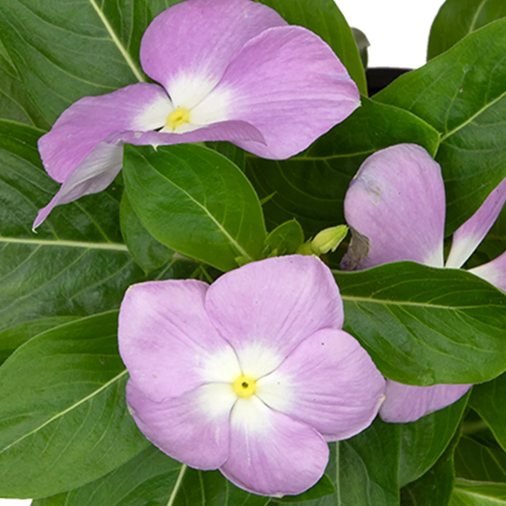 Expert Gardener 2QT Vinca Live Plant Sun