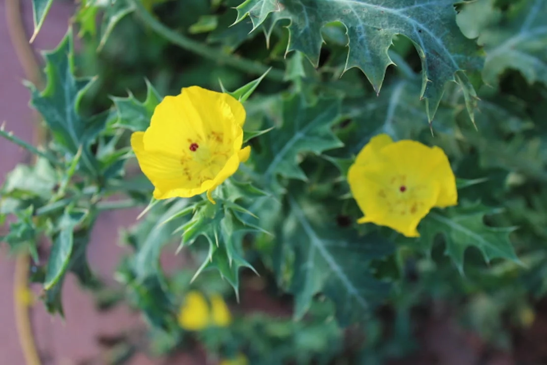 Flower Seeds- Prickly Poppy -100 Heirloom Seeds -Hardy Annual Wildflower- Attracts Butterflies - Container-Argemone mexicana- Clean Dry Seed- Serendipity Seeds