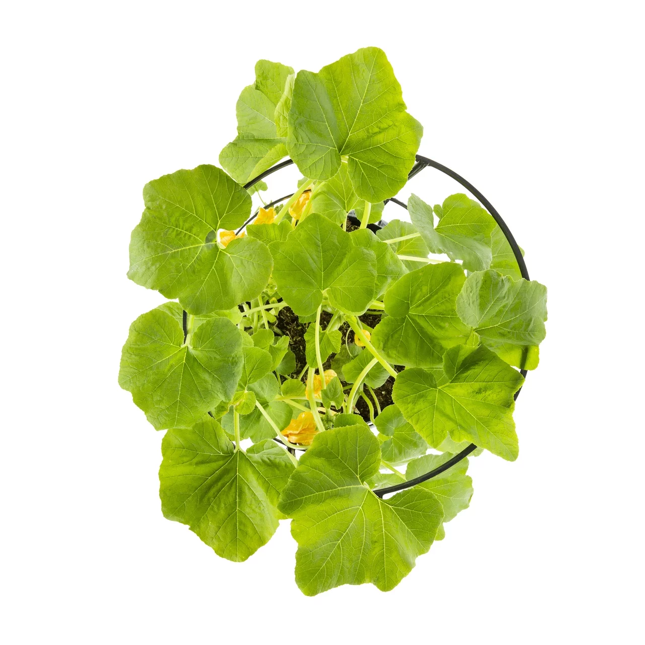 Better Homes & Gardens 2.5 Gal Squash Live Plant Decorative Planter Support Cage Sun