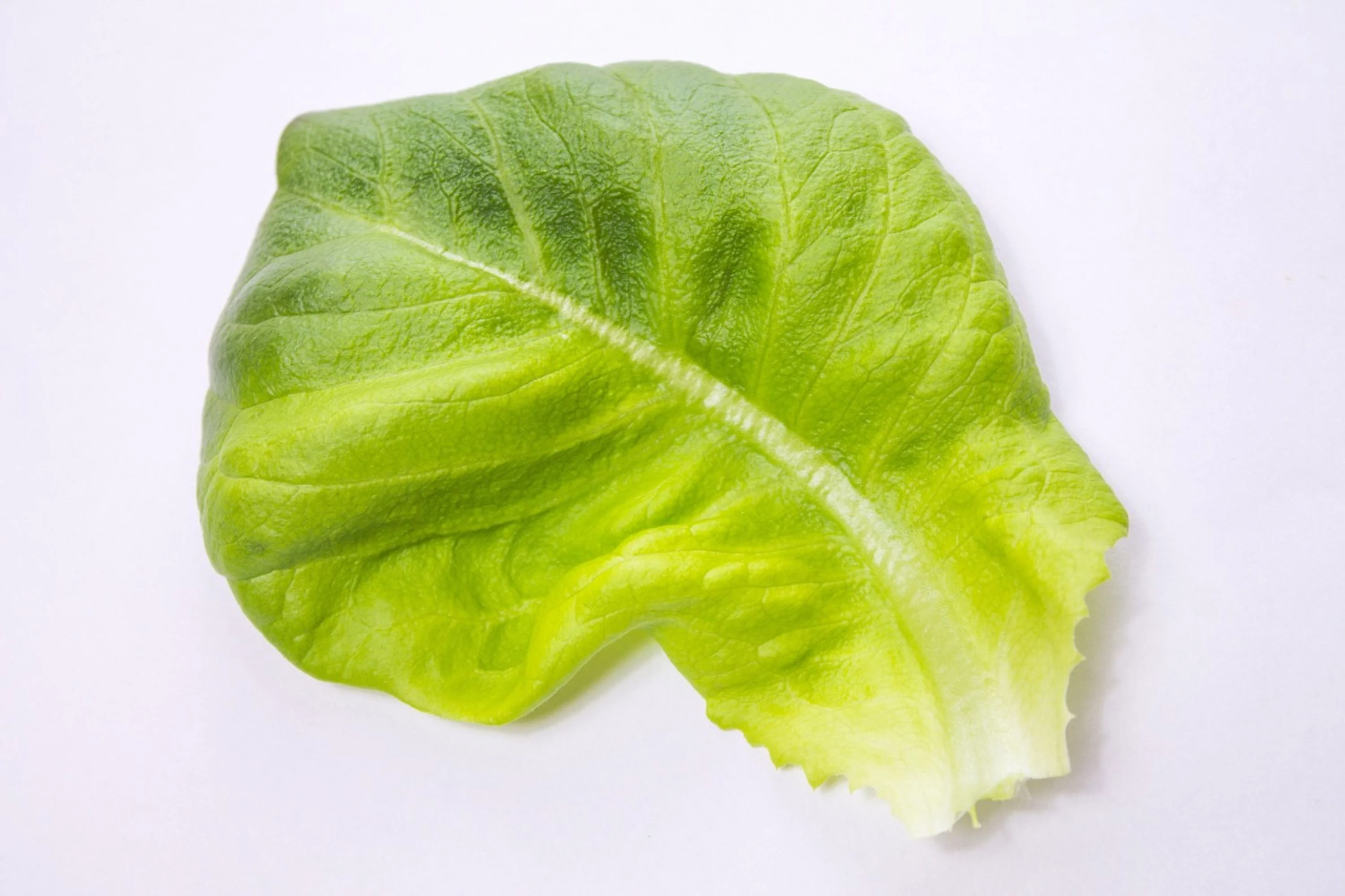 Ruby Red Leaf Lettuce Seeds/ Annual/ Full Sun/500 Seeds 1/2 Gram/ Zellajake Farm and Garden - B191