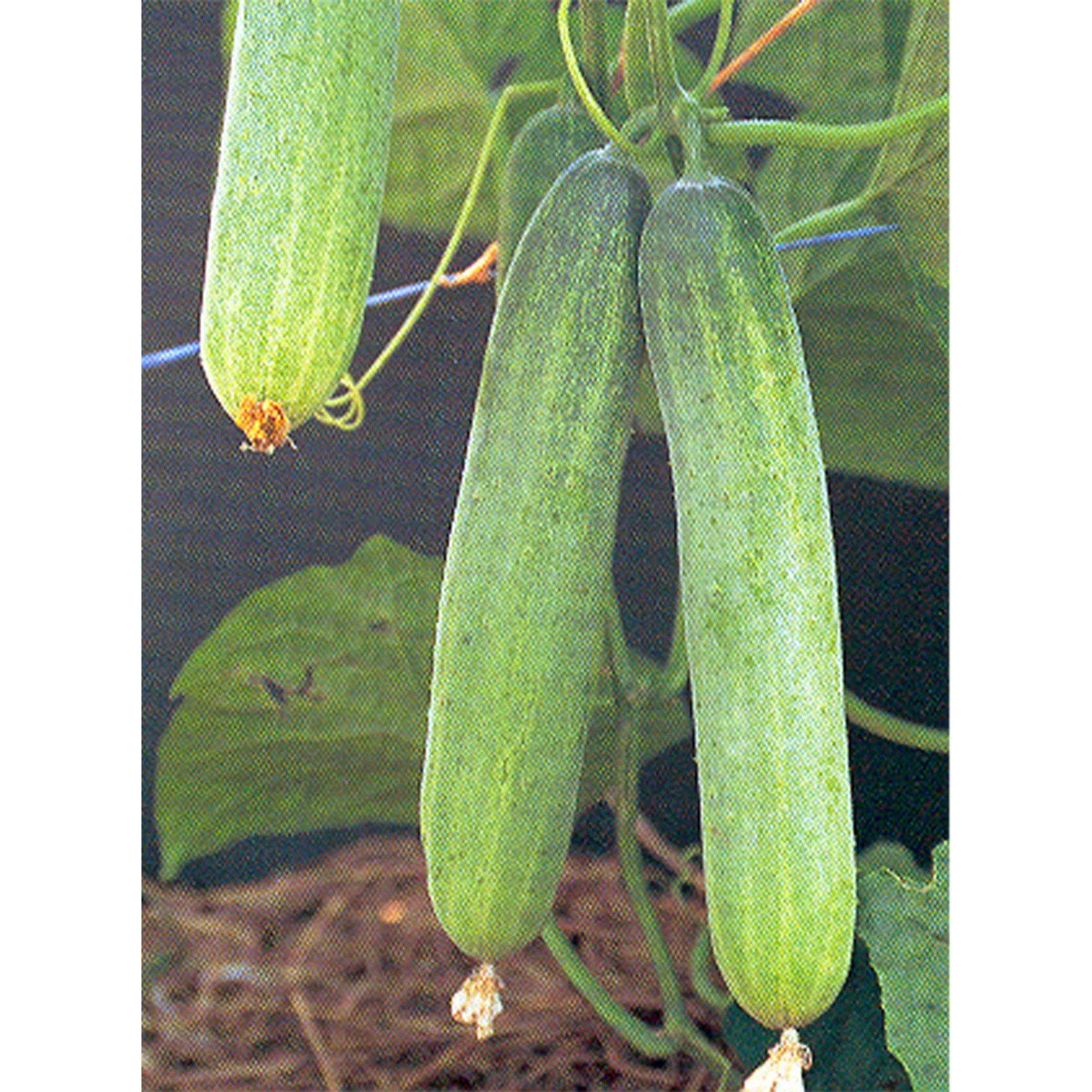 Cucumber Seeds - Tsuyataro - Hybrid - 500 Mg Packet ~20 Seeds - Non-GMO, F1 Hybrid - Asian Garden Vegetable