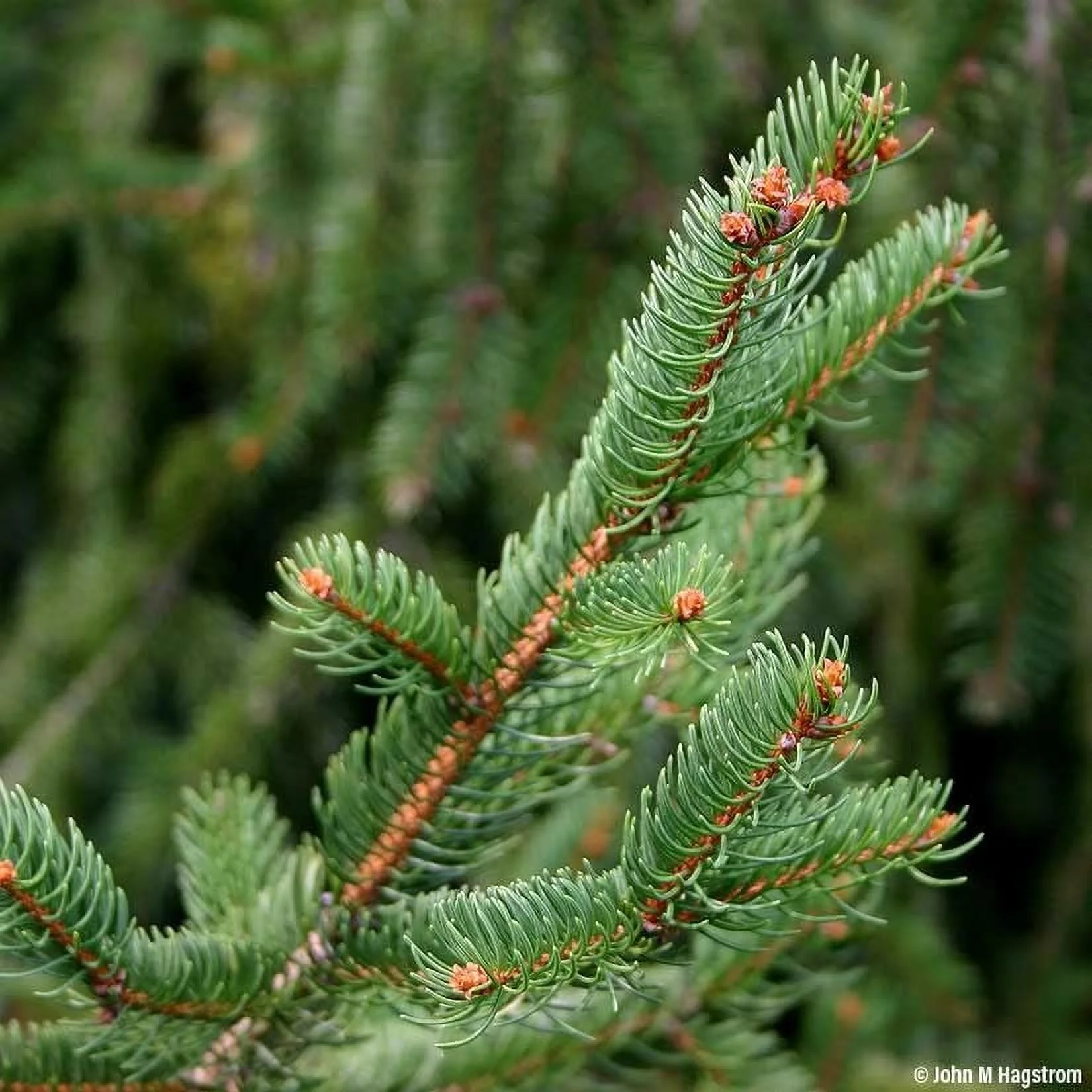 Norway Spruce Tree Seedlings for Planting (3 Foot Tall) - Beautiful Evergreen Tree Seeds - Picea Abies - No Ship to California (10 Seedlings)