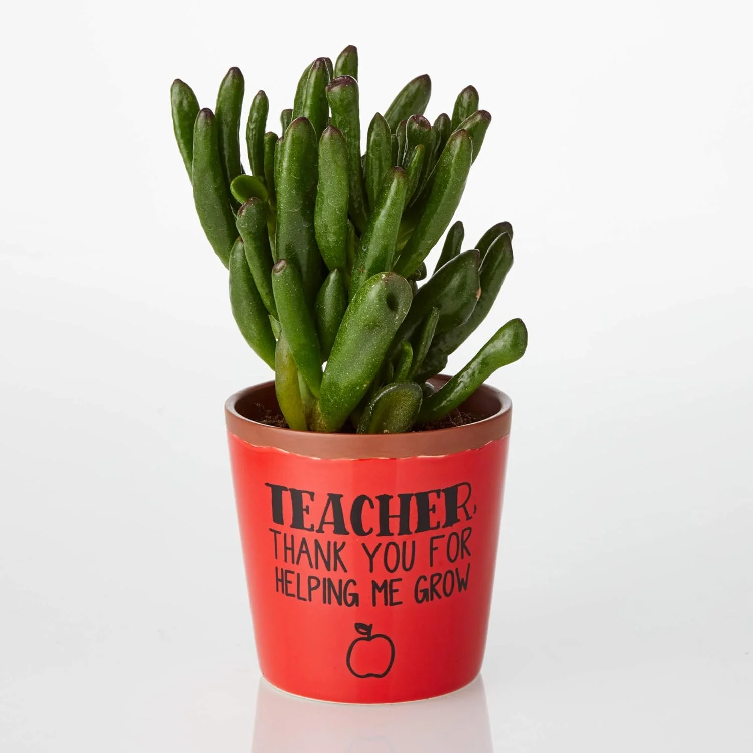 Our Name Is Mud Teacher Thank You Succulent Planter Pot, 3.75
