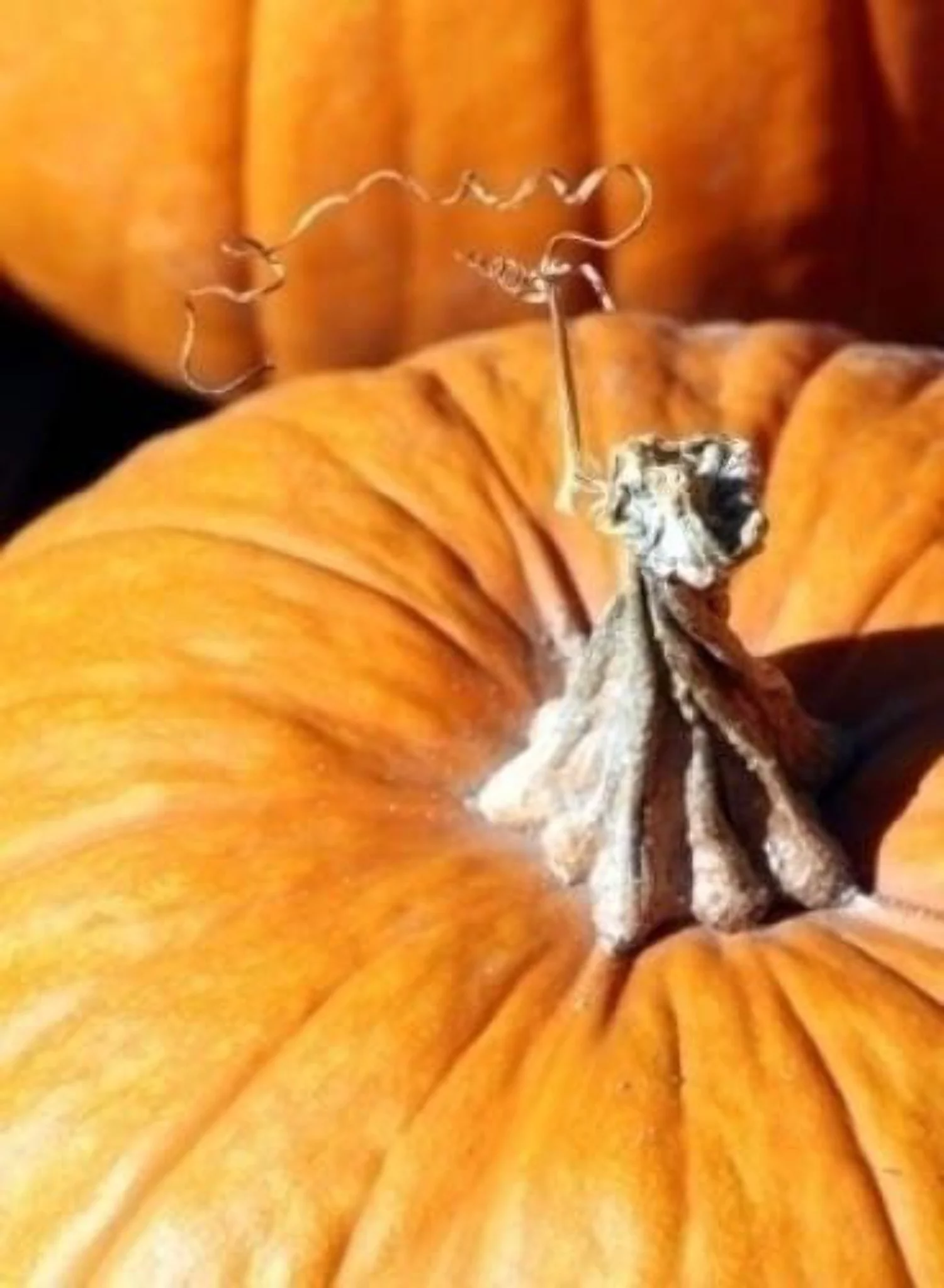 25 Seeds MAMMOTH GOLD PUMPKIN Cucurbita Maxima Carving Pie Vegetable Seeds