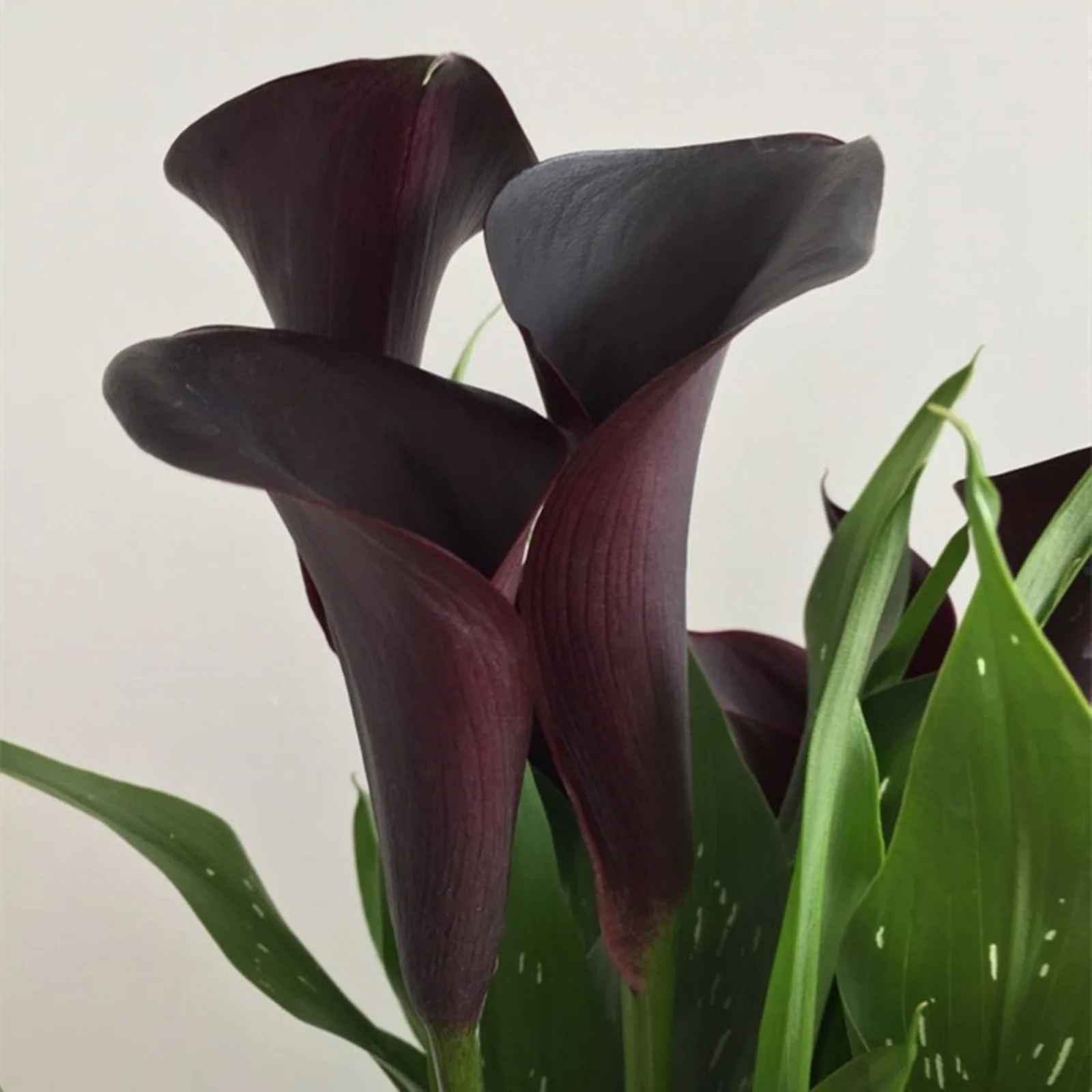 Calla Lily Bulbs, Perennials, Flower Bulbs， Outdoor,Interior DecorationCalla Lilies,Potted Plants,Calla Lily Plants,Calla Lily  For Sale