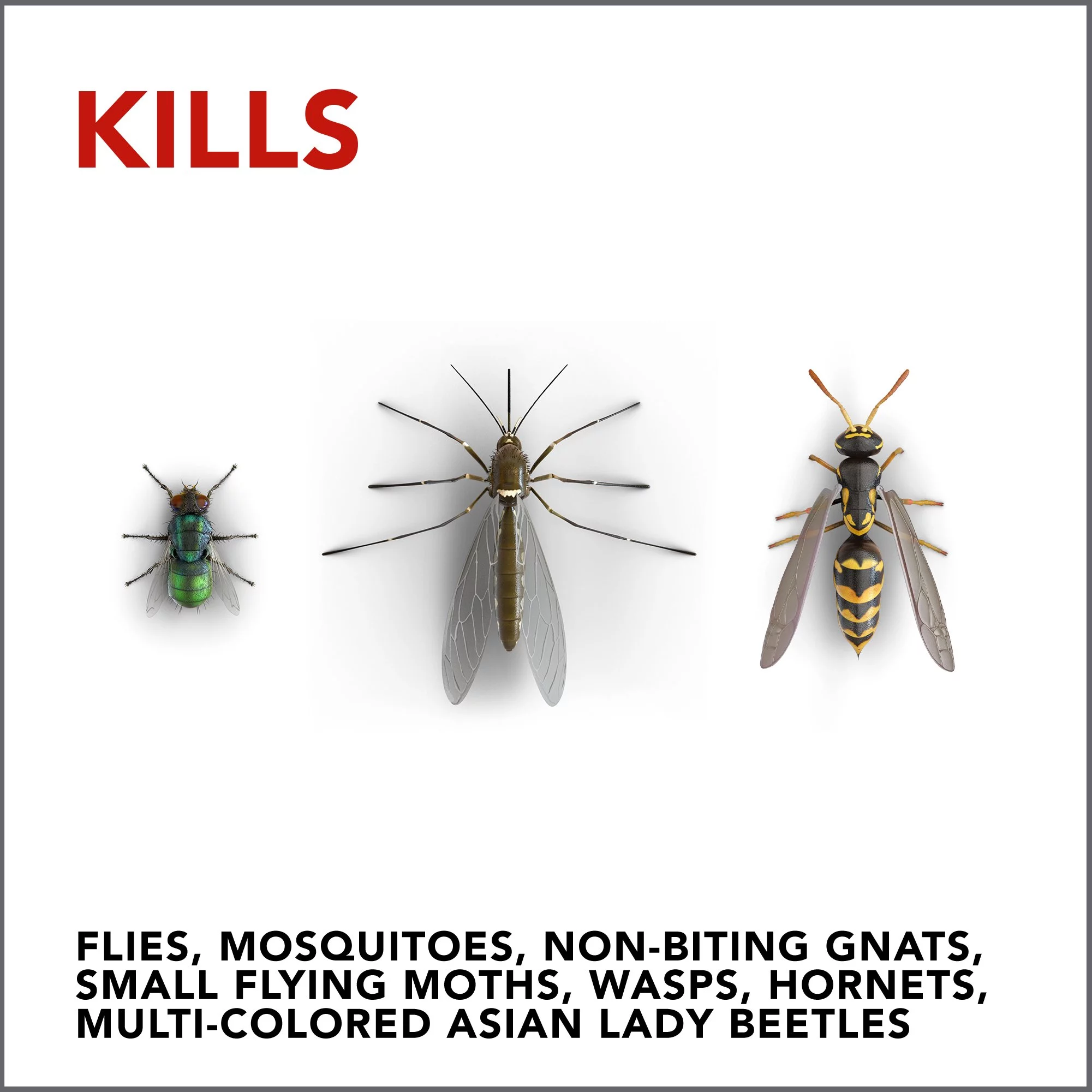 Raid Yard Guard, 16 oz