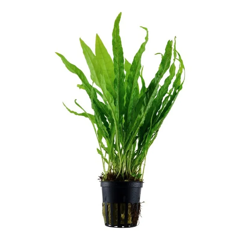 Potted Live Aquarium Plants Bundle - Easy and Snail Free Aquatic Plants (2 Pots)