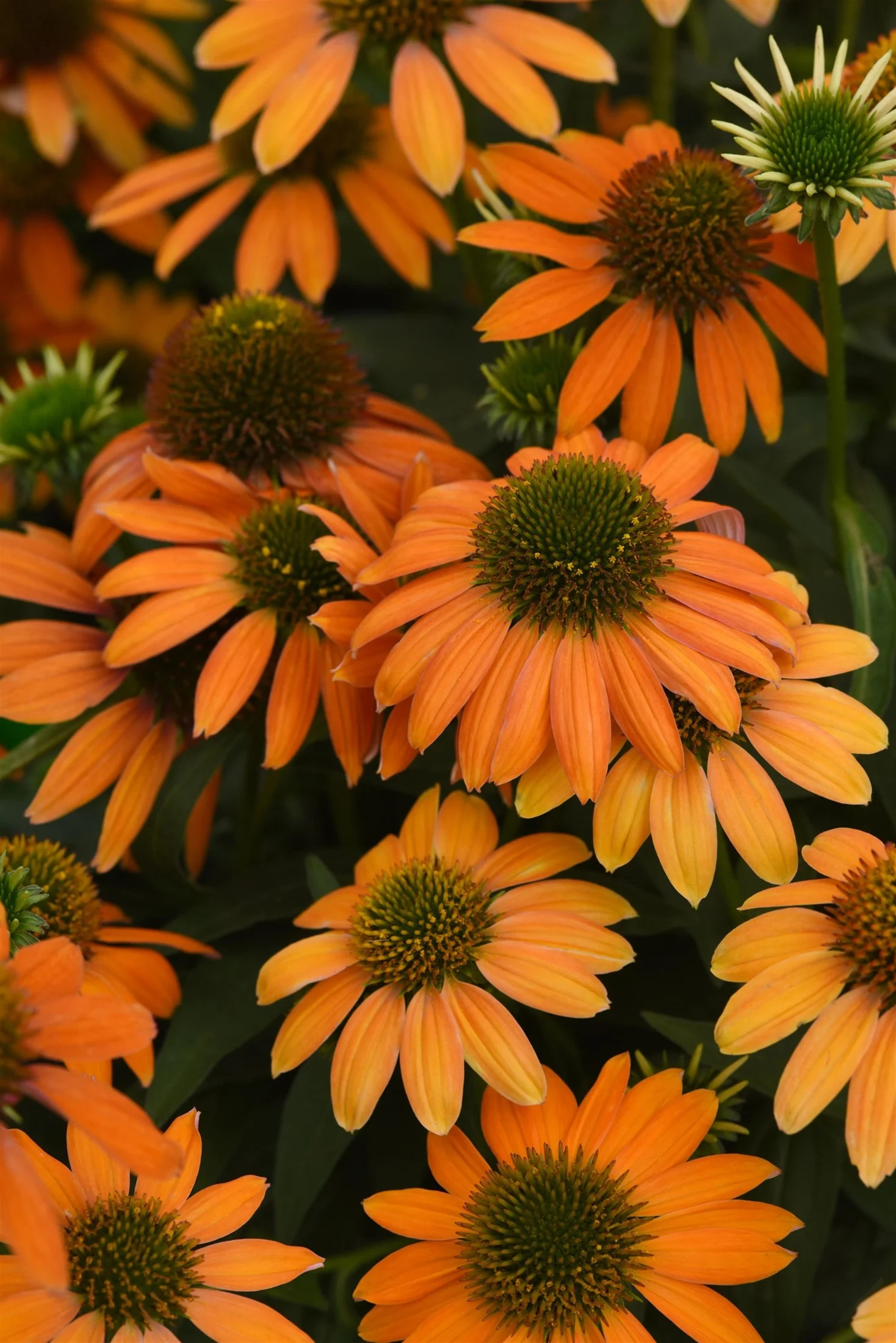 Artisan™ Soft Orange Coneflower Perennial - Echinacea - Gallon Pot