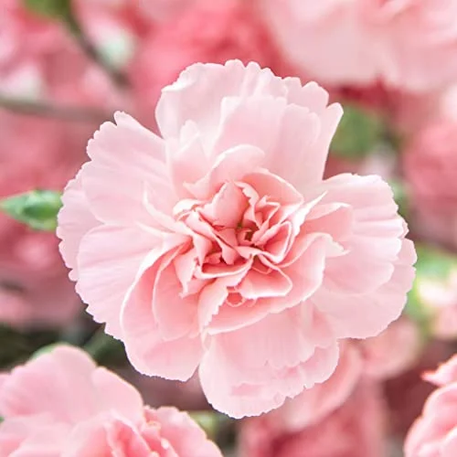 Carnation Seeds - La France - 1 Ounce - Pink Flower Seeds, Heirloom Seed Attracts Bees, Attracts Butterflies, Attracts Pollinators, Edible, Fragrant, Container Garden