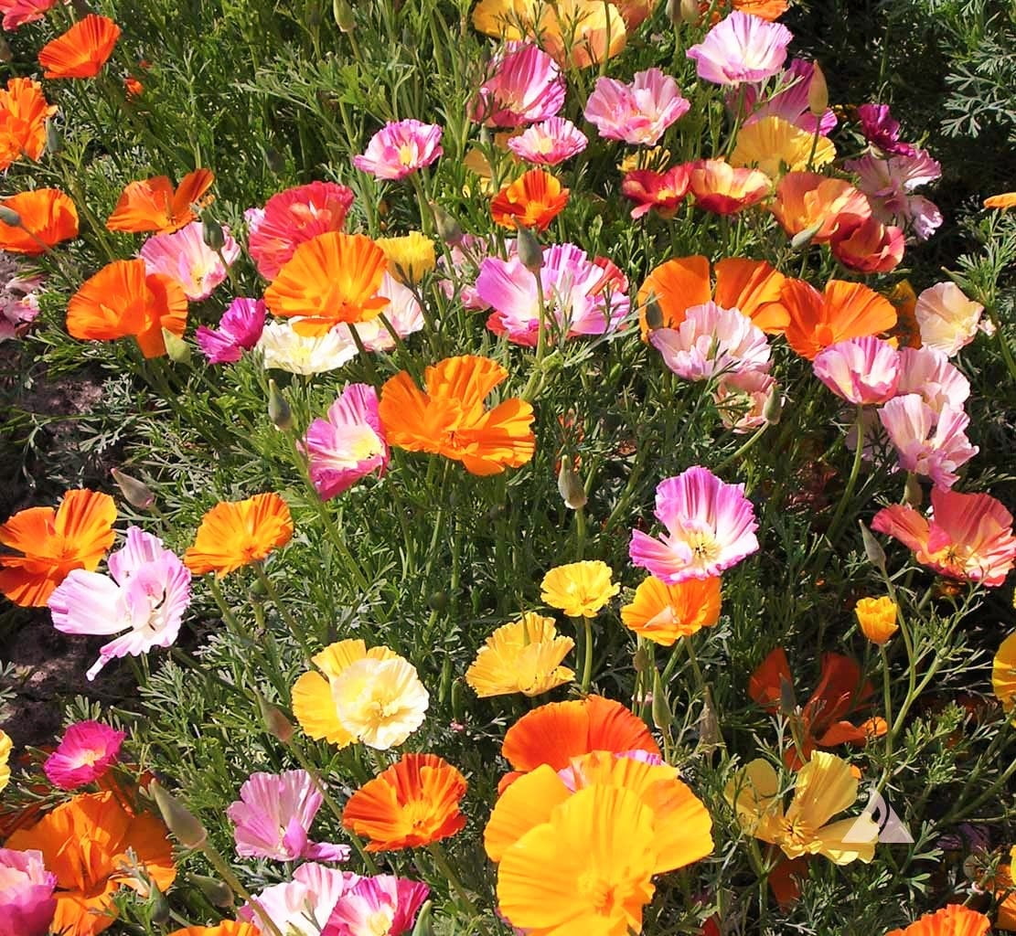 TomorrowSeeds - Ballerina Mix California Poppy Seeds - 1500+ Count Packet - Crimped Pastel Rainbow Iceland Paper Poppies Drought Garden Flower Seed For 2024 Season