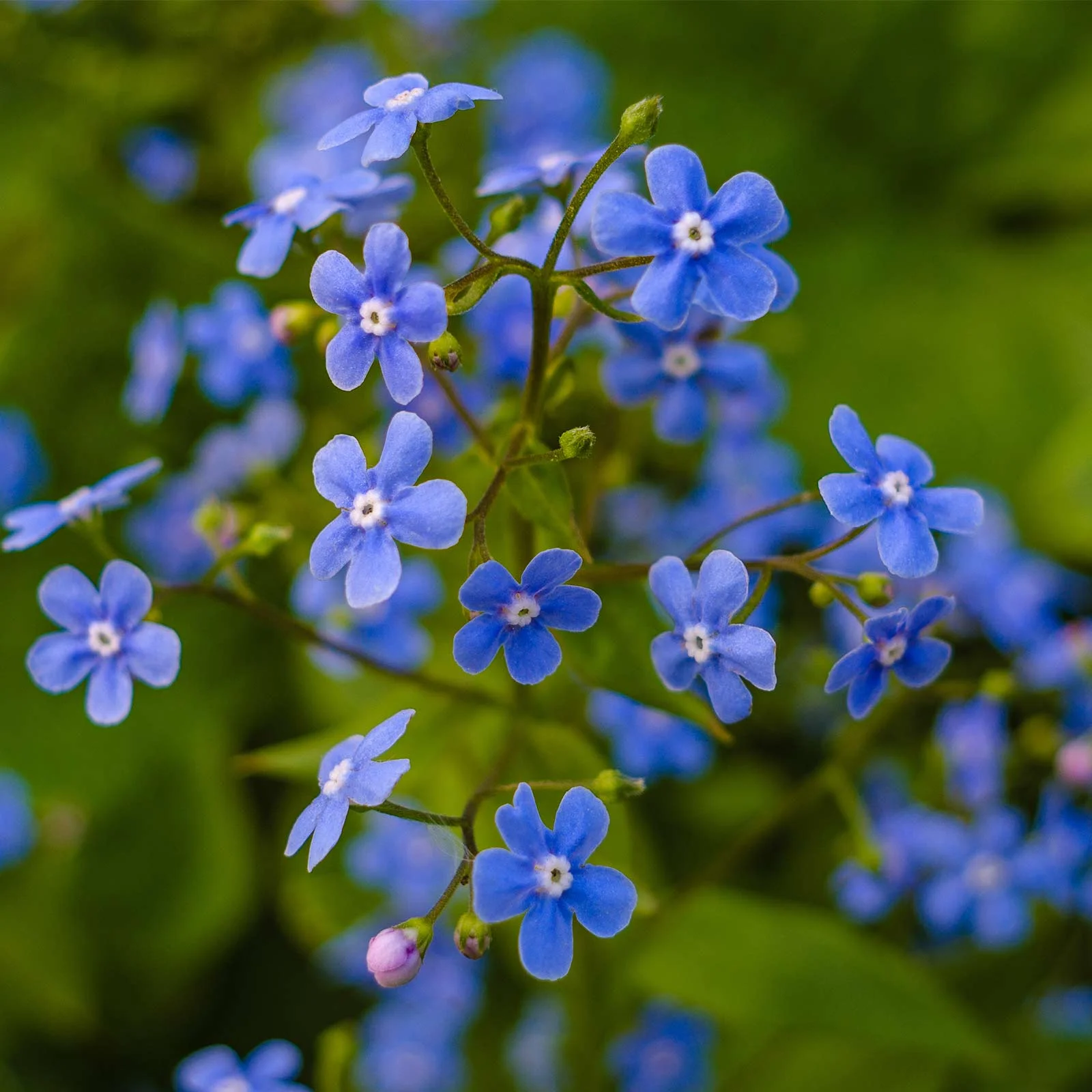 Myosotis Flower Garden Seeds - Sylvatica Forget Me Not - 4 Oz - Perennial Flower Gardening Seeds - Myosotis sylvatica - Forget Me Not