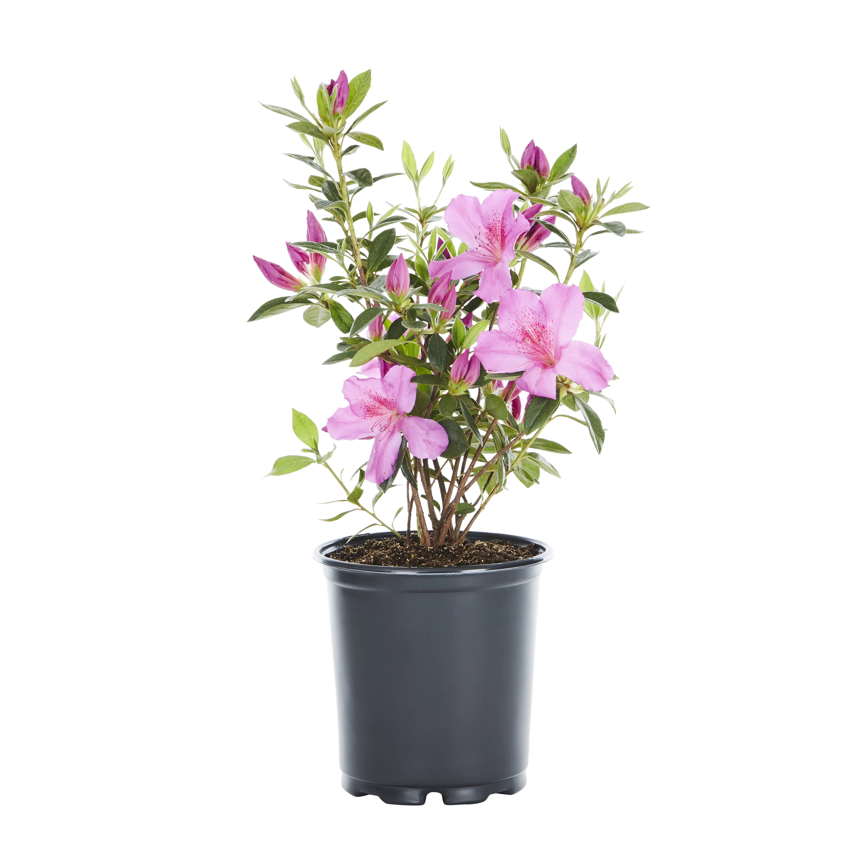 Expert Gardener Azalea 2.5QT Multicolor Flowering Shrub Part Sun