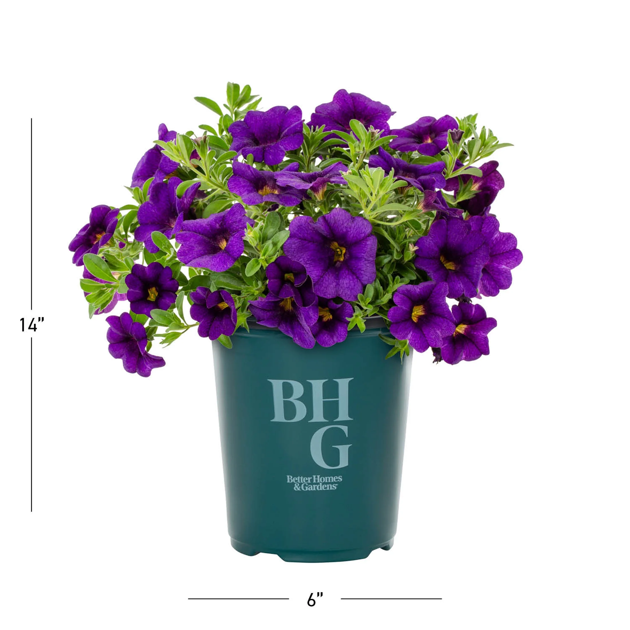 Better Homes & Gardens QT Purple Calibrachoa Live Plant Grower Pot Sun