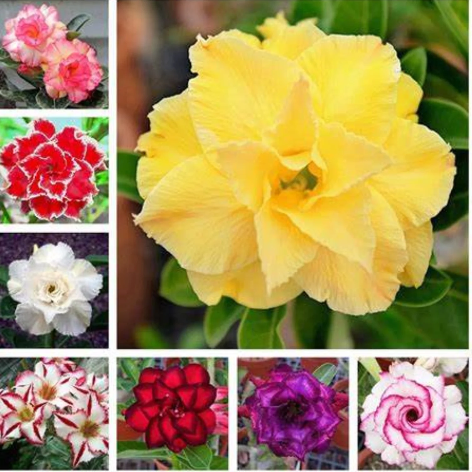 Desert Rose Bulbs For Planting,Professional Planting,Desert Rose Bulbs,Adenium Desert Rose Plant,Desert Rose Roots,Desert Rose Bulbs For Sale.