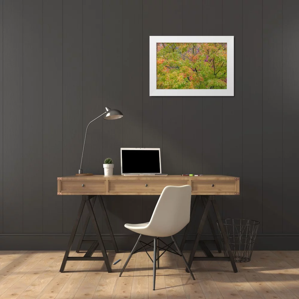 Jaynes Gallery 14x11 White Modern Wood Framed Museum Art Print Titled - USA-Washington State-Seabeck Japanese maple tree in autumn