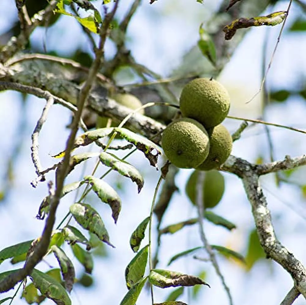 CHUXAY GARDEN 3 Seeds Juglans Nigra Seed,Black Walnut,Eastern Black Walnut,American Black Walnut Privacy Screen Plant Edible Fruit Tall Deciduous Tree Great for Garden