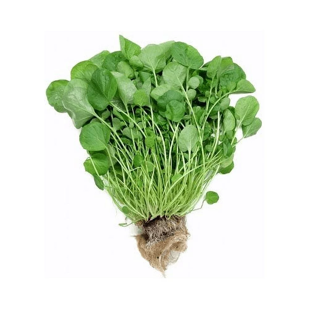 Cress Upland Great for Sprouting Garden Herb By Seed Kingdom 1/4 Lb Seeds