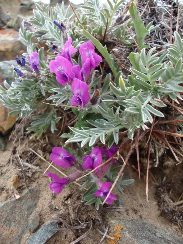 10 GROUND PLUM Flower Cover Ground Plum Milkvetch Astragalus Crassicarpus Seeds
