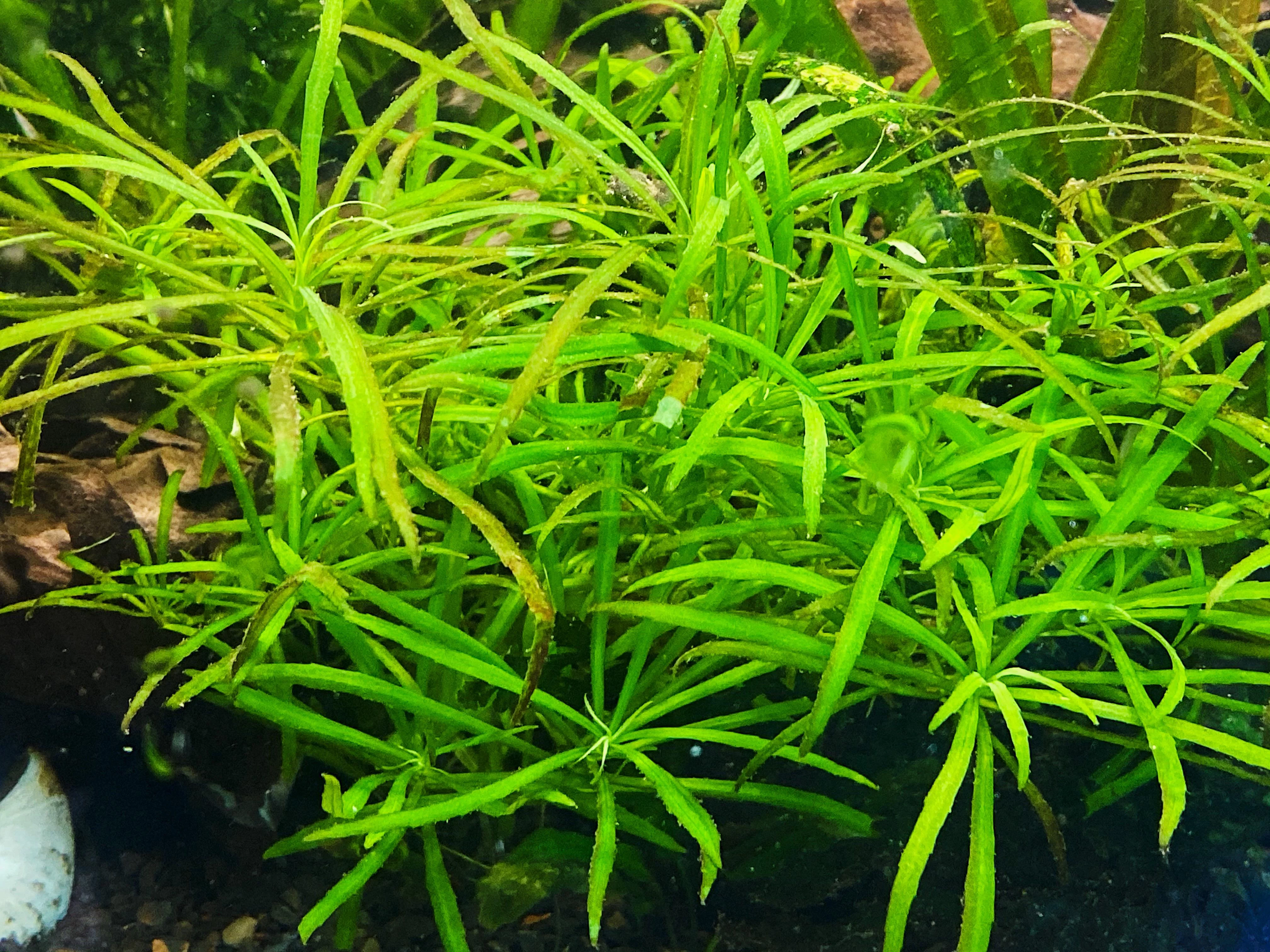 Pogostemon Stellatus Narrowleaf (Bunch 3-5 Stems) Live Aquarium Plants