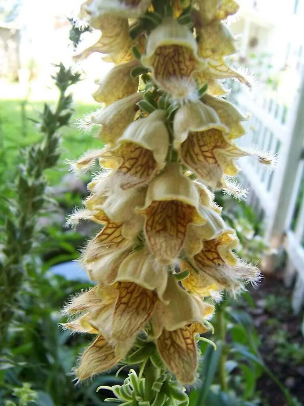 50 RUSTY FOXGLOVE Hummingbird Flower Digitalis Ferruginea Yellow Herald Seeds