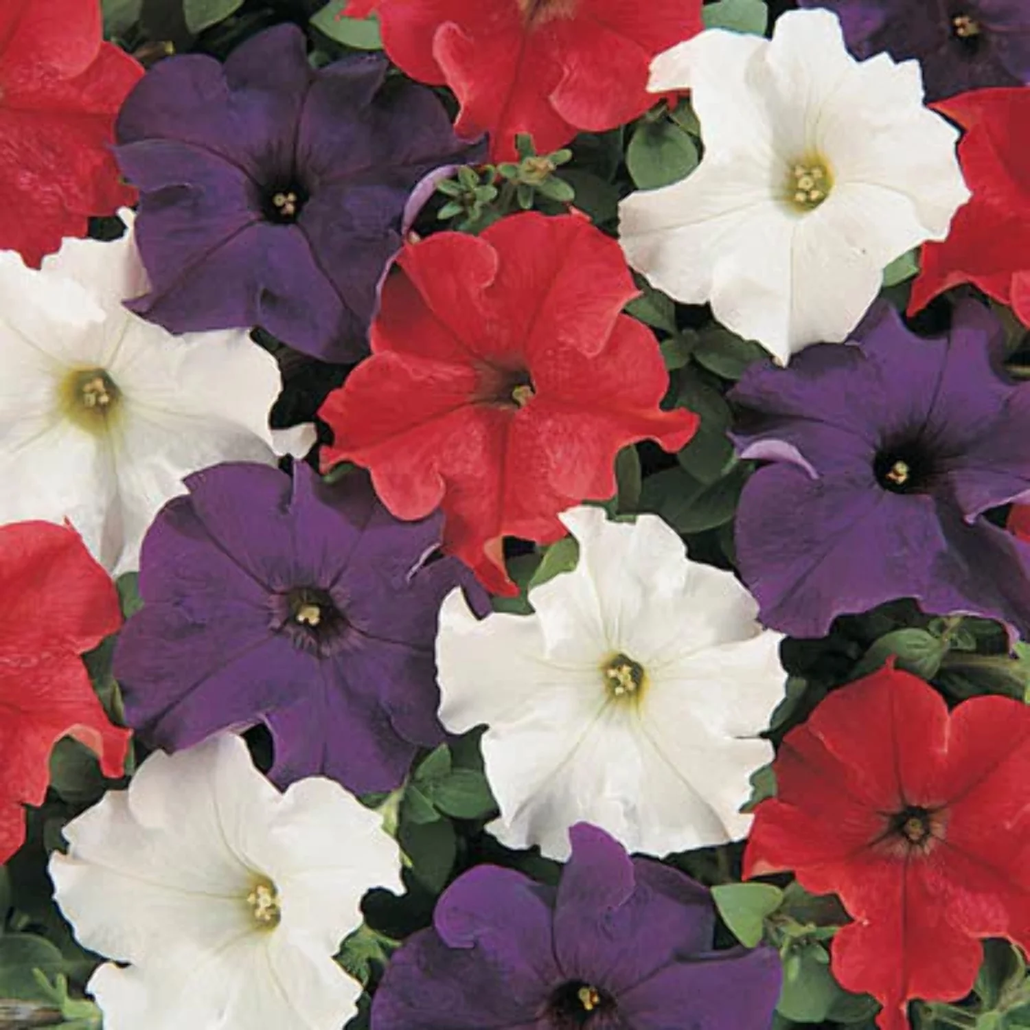 Petunia Dreams Patriot Mix F1 Seed - 500 Seeds