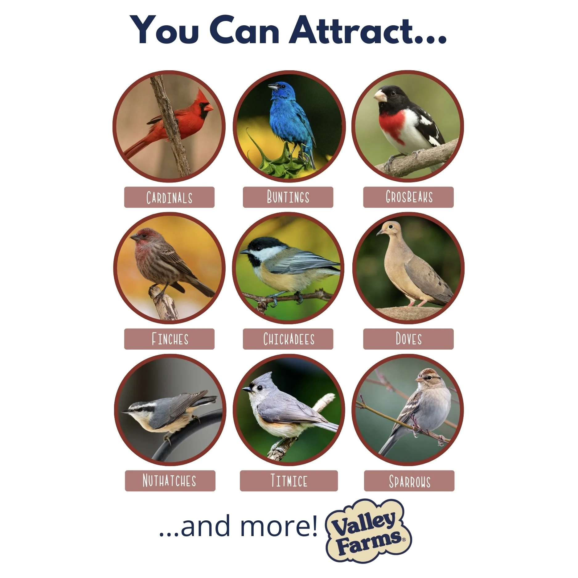 Valley Farms Cardinal Mix Wild Bird Food 10LBS