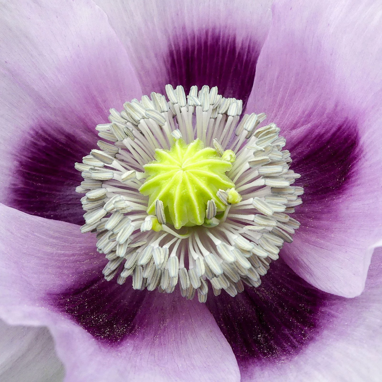 Poppy Seeds - Blue Moon - 1 Ounce - Purple/Blue Flower Seeds,  Open Pollinated Seed  Attracts Bees, Attracts Butterflies, Attracts Pollinators, Easy to Grow & Maintain, Container Garden