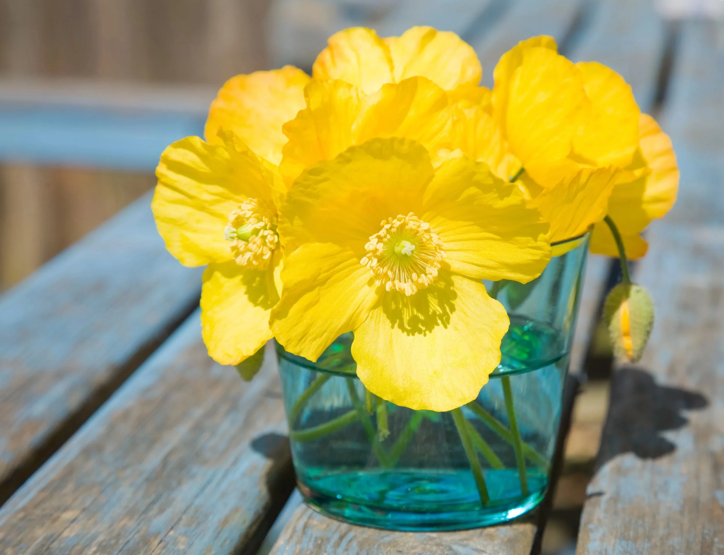 20 Seeds Yellow WELSH POPPY Meconopsis Papaver Cambricum Perennial Shade Flower Seeds