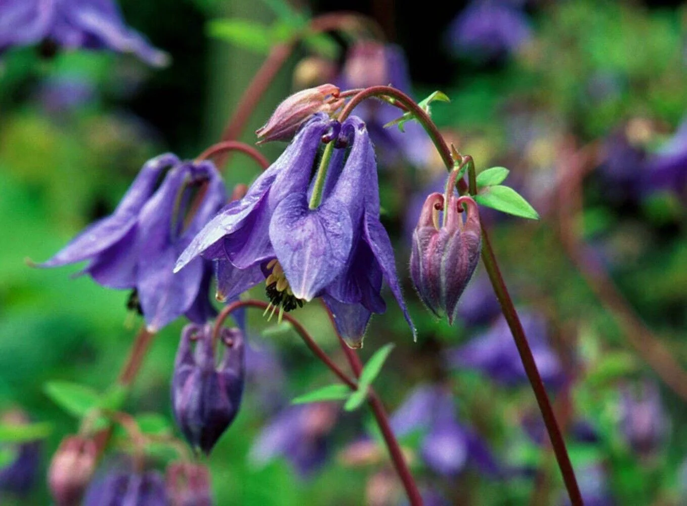 100 PURPLE COLUMBINE Aquilegia Vulgaris Flower Seeds