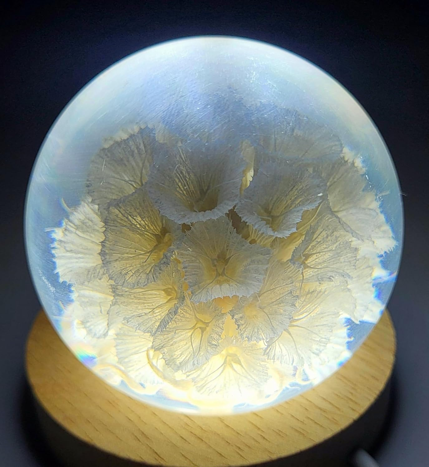 60mm Real White Windmill Fruit Starflower Flower Pincushion Seeds in Clear Lucite Resin Paperweight Ball Scabiosa Stellata Anniversary Wedding Valentine Mother's Day Gift Herbarium Display Collection