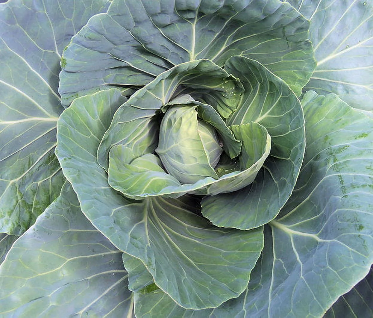 Vegetable Seeds-Golden Acre Cabbage-100 Heirloom Seeds- Beautifully Round  -Earliest Producer - Round 6- 7