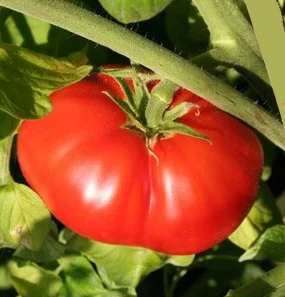 Clovers Garden Big Beef Tomato Plant- Two (2) Live Plants – NOT Seeds – in 3.5 Inch Pot