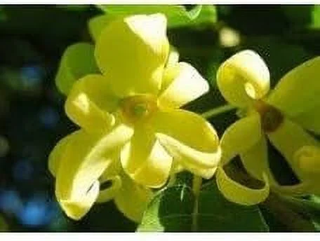 Cosmetics Supplies, INC Ylang Ylang Fragrance Oil - Candle  Soap Fragrance Oil (1 Oz)