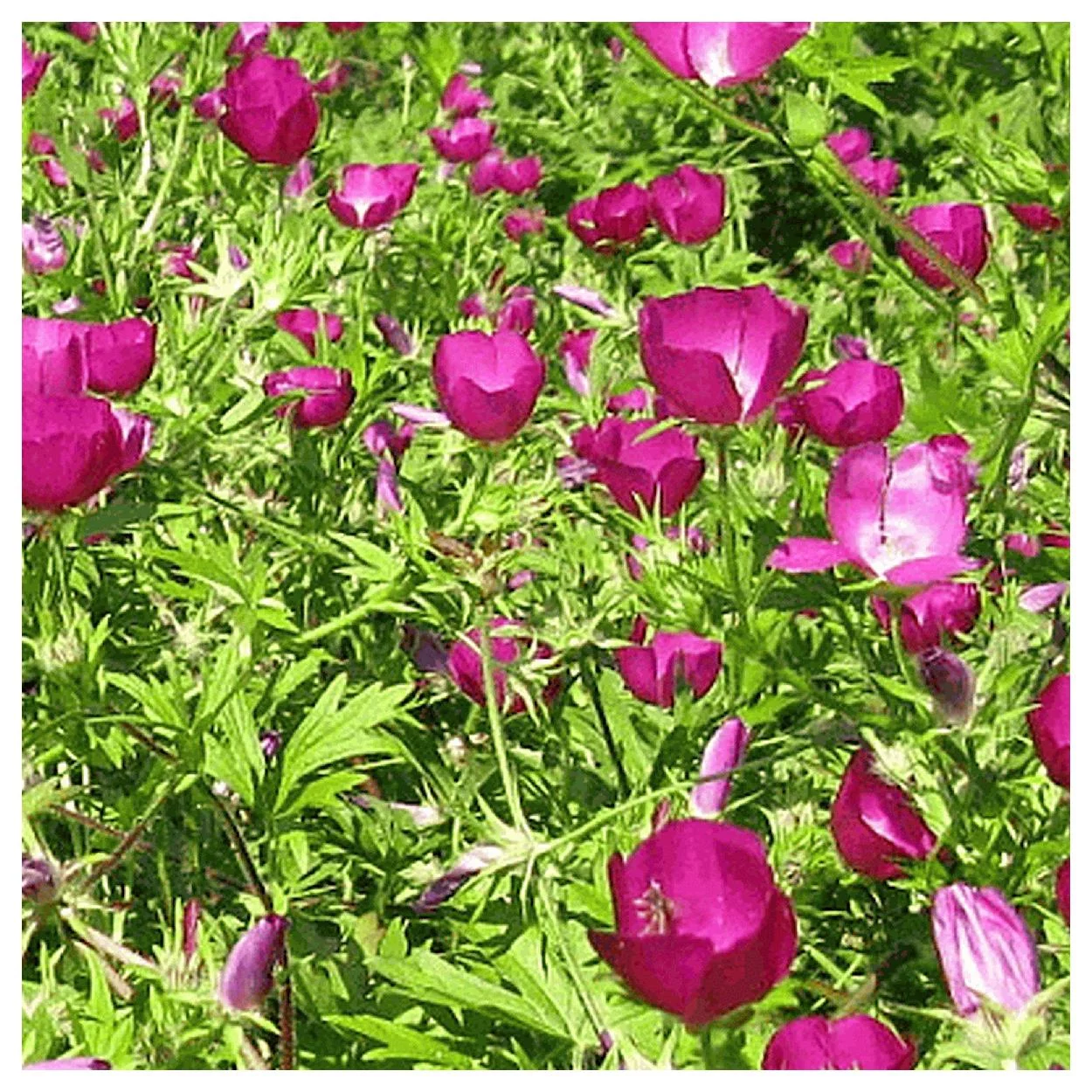 Everwilde Farms - 15 Bushs Poppy Mallow Native Wildflower Seeds - Gold Vault Jumbo Bulk Seed Packet