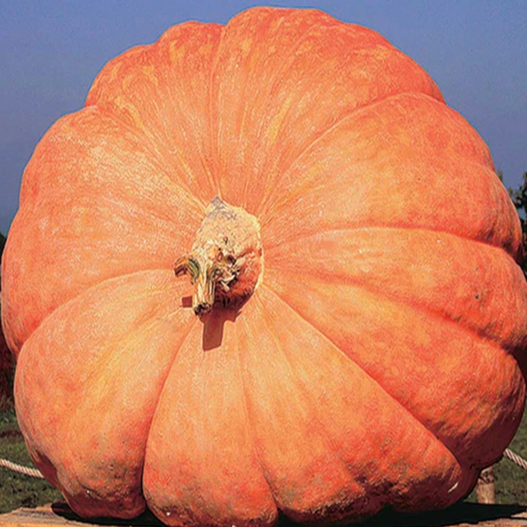 PAPAW'S GARDEN SUPPLY LLC. HELPING THE NEXT GENERATION GROW! Atlantic Giant Pumpkin 10 Seeds