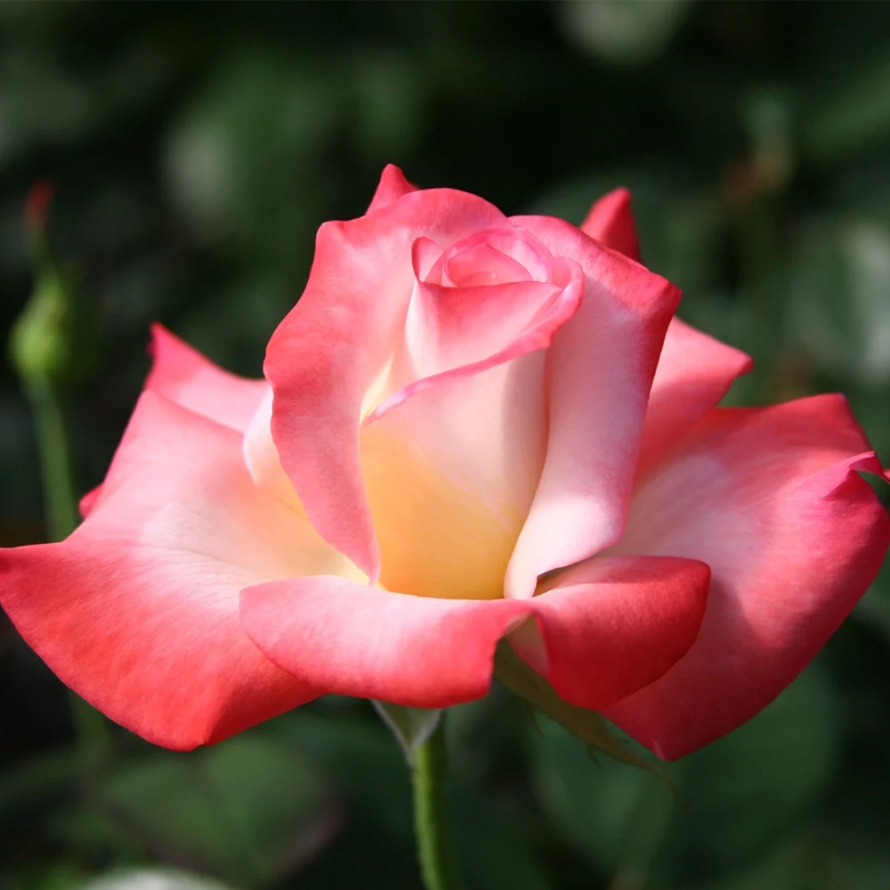Own-Root One Gallon Gemini™® Hybrid Tea Rose by Heirloom Roses
