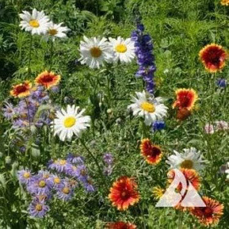 Outsidepride Mountain Wildflower Flower Seed Mix - 1/4 LB