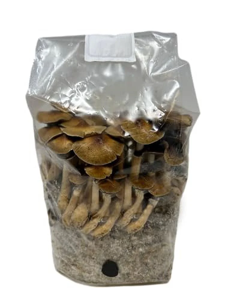 All in One Mushroom Grow Kit in a Bag with Sterilized Grains and Substrate (4 LBS)