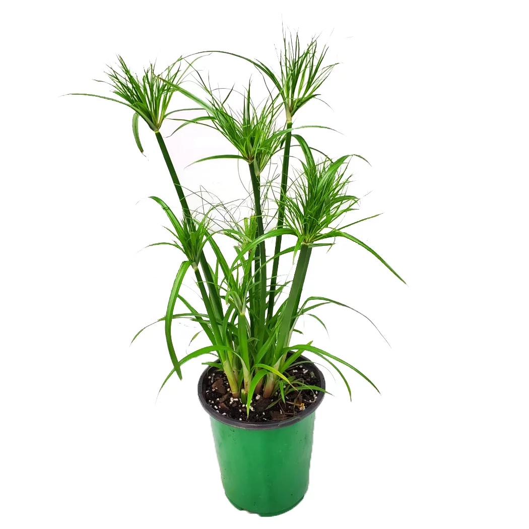 Tropical Plants of Florida 14