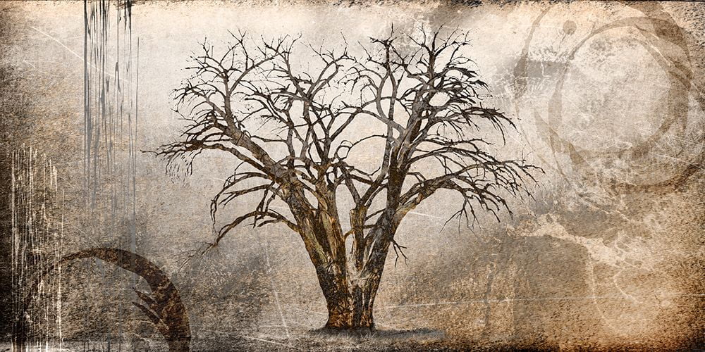 LightBoxJournal 14x9 Black Ornate Wood Framed with Double Matting Museum Art Print Titled - Cottonwood Tree Part 07